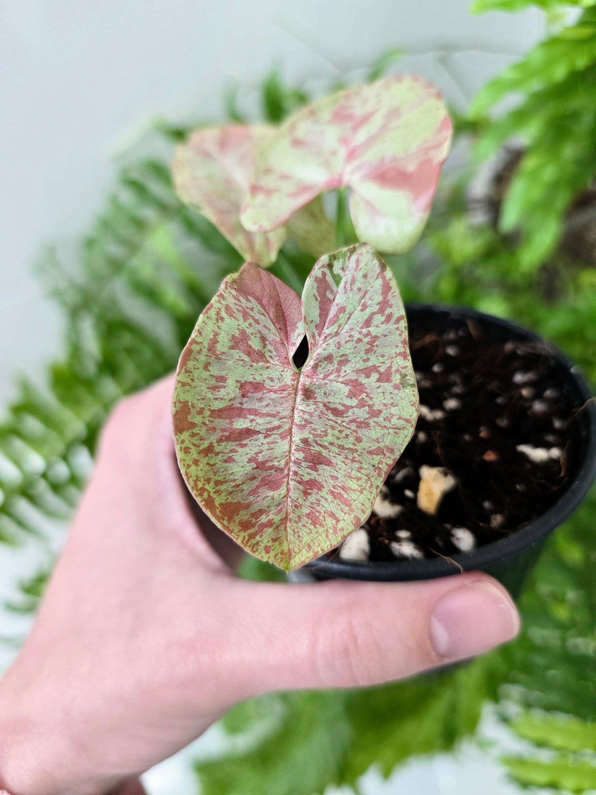 Syngonium podophyllum 'Milk Confetti' - 80mm