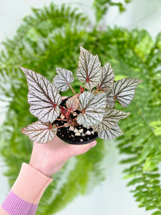 Begonia maculata 'Ashura' - 100mm
