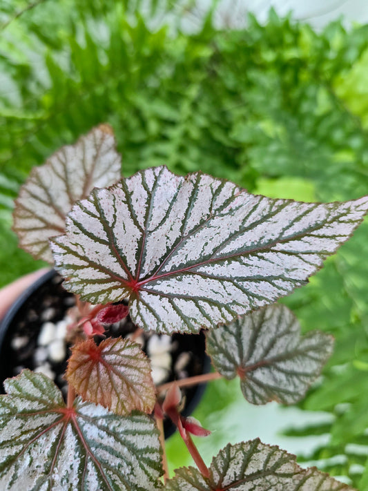 Begonia maculata 'Ashura' - 100mm