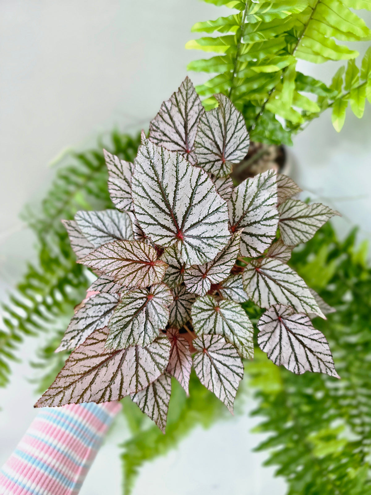 Begonia maculata 'Ashura' (Multi-Stem) - 100mm