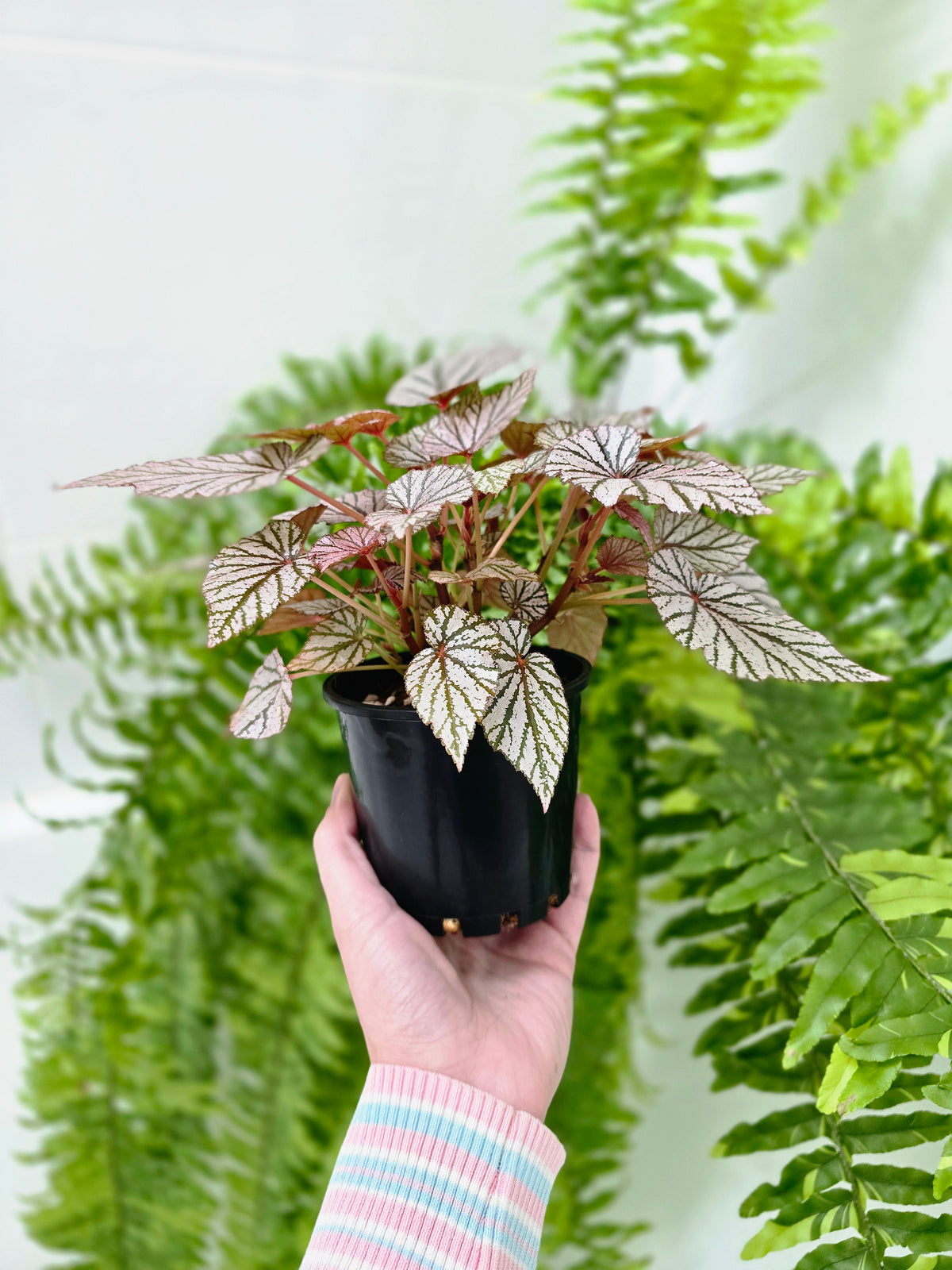 Begonia maculata 'Ashura' (Multi-Stem) - 100mm
