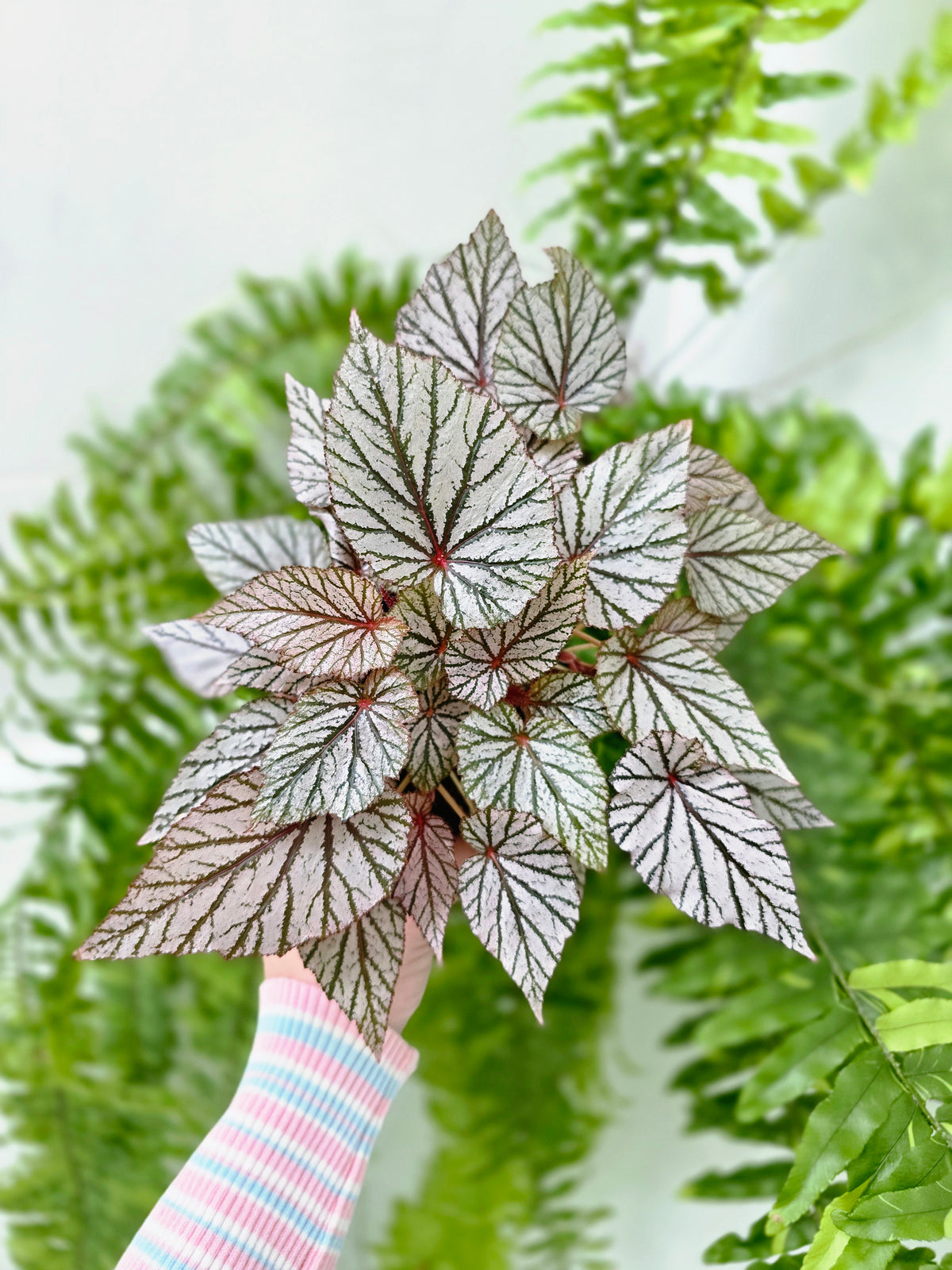 Begonia maculata 'Ashura' (Multi-Stem) - 100mm