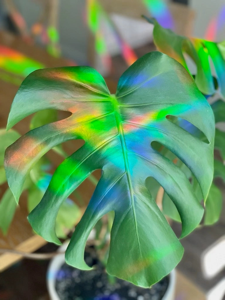 Suncatcher Sticker 'Monstera'